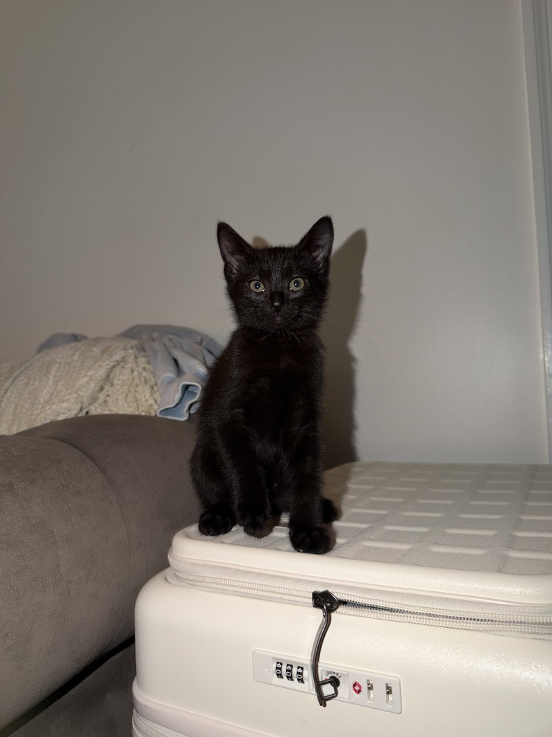 Pepper, photo 3