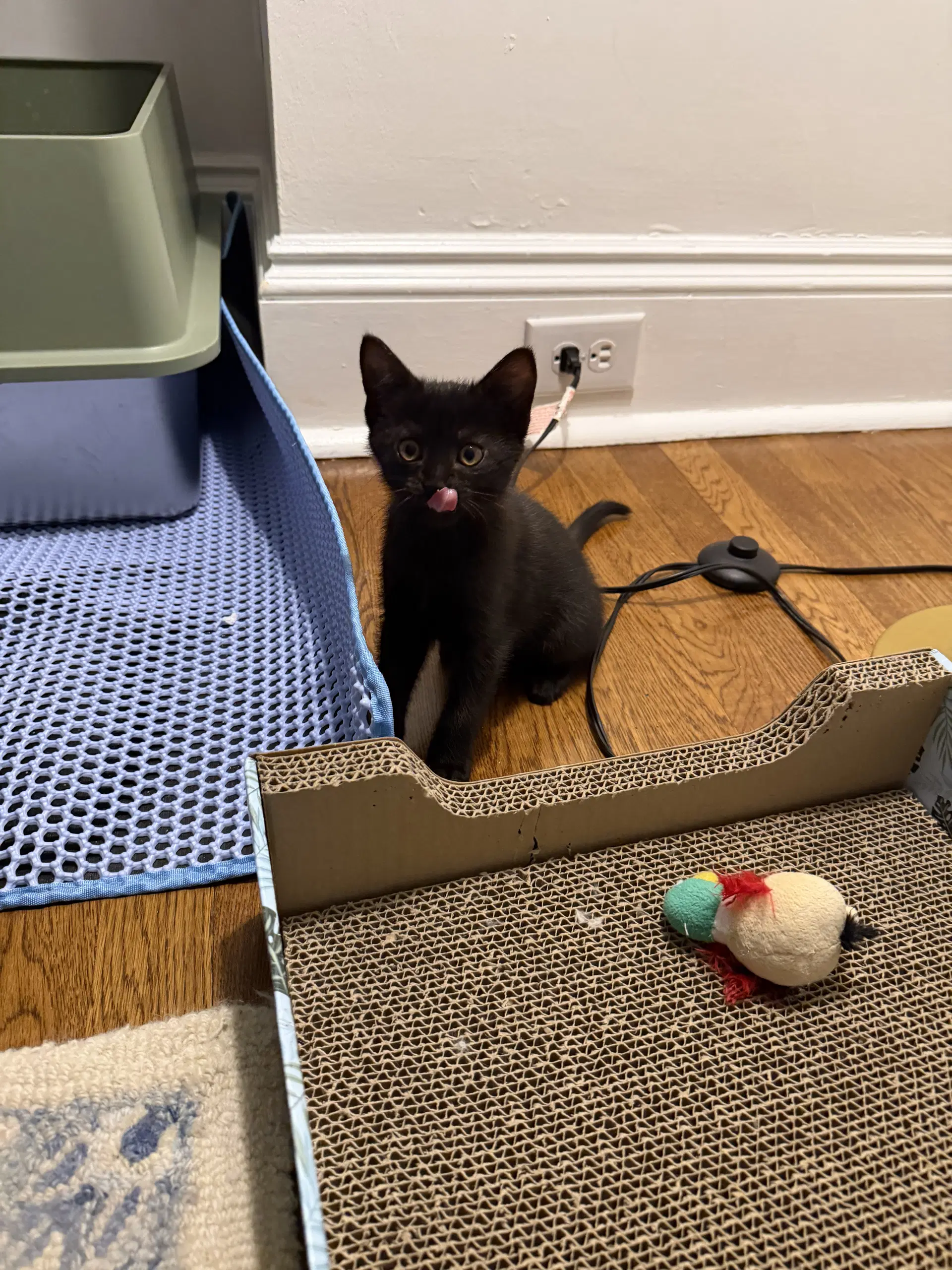 Pepper image 4