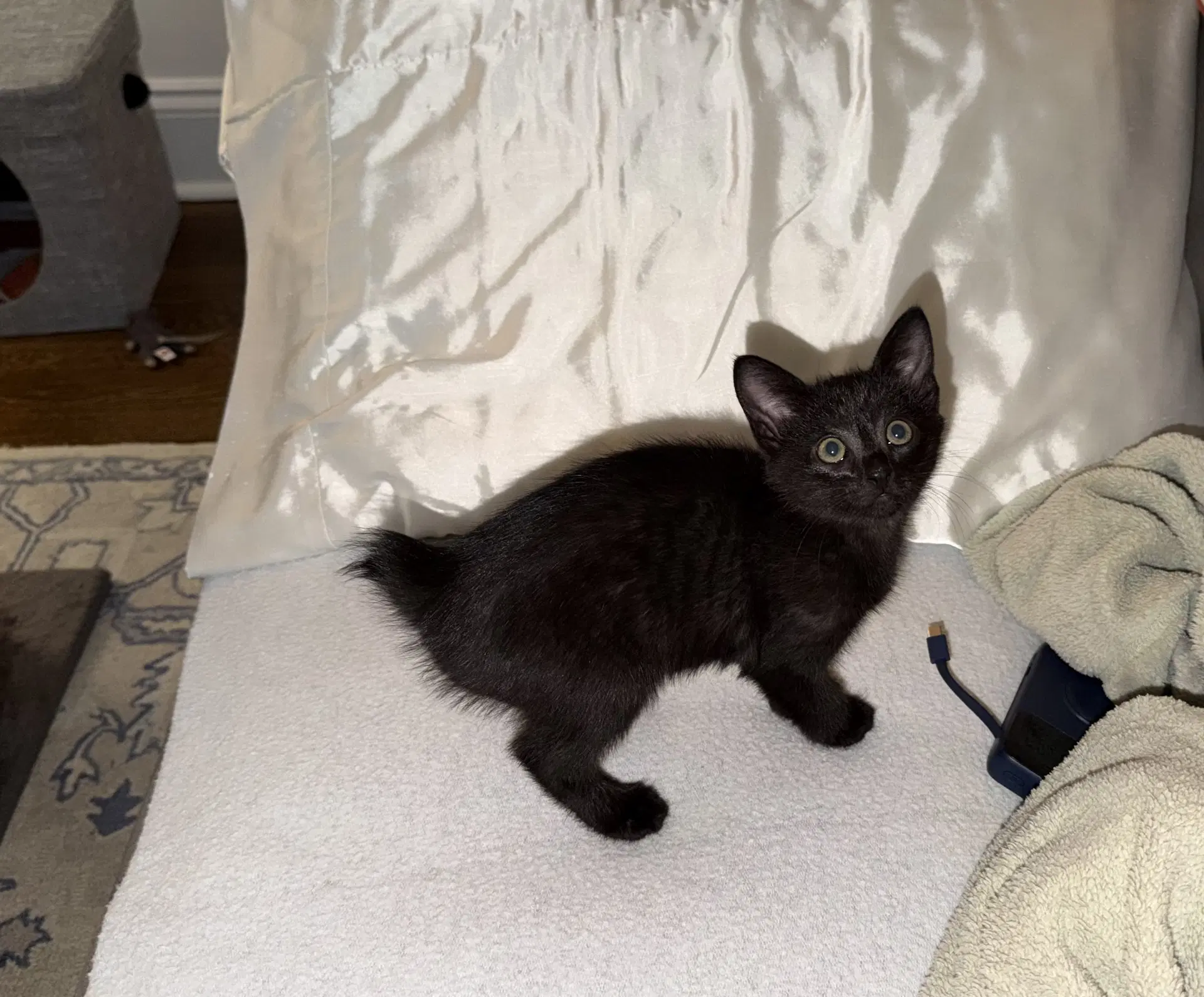 Poppy - Domestic Short Hair