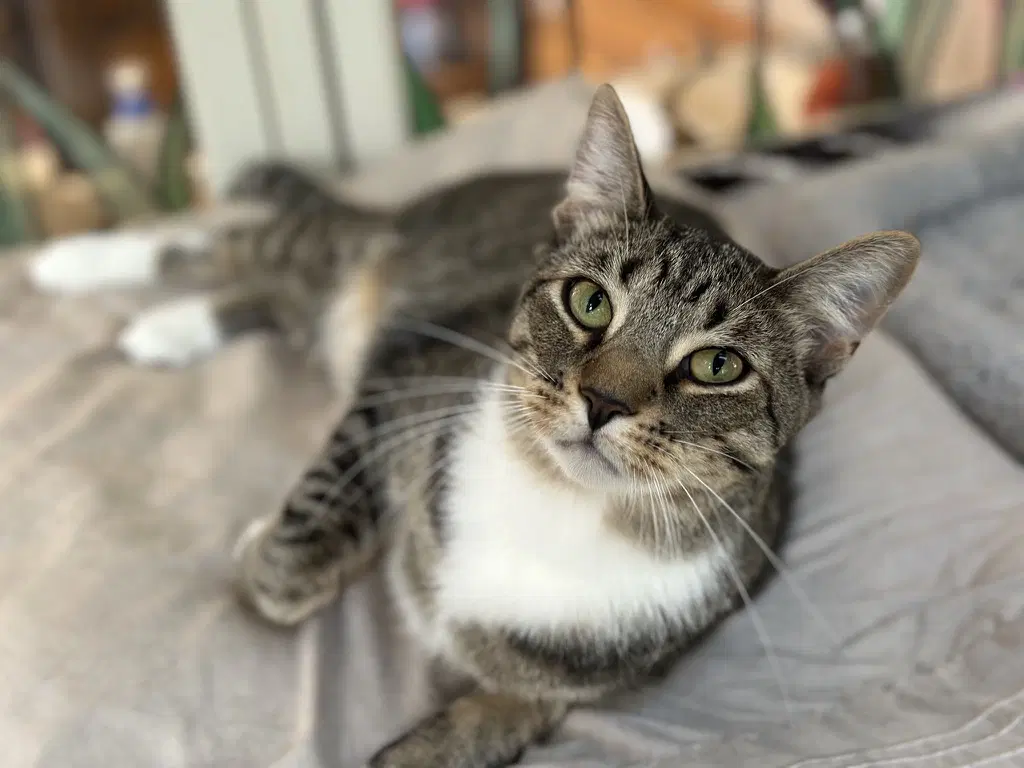 Webster - Domestic Short Hair