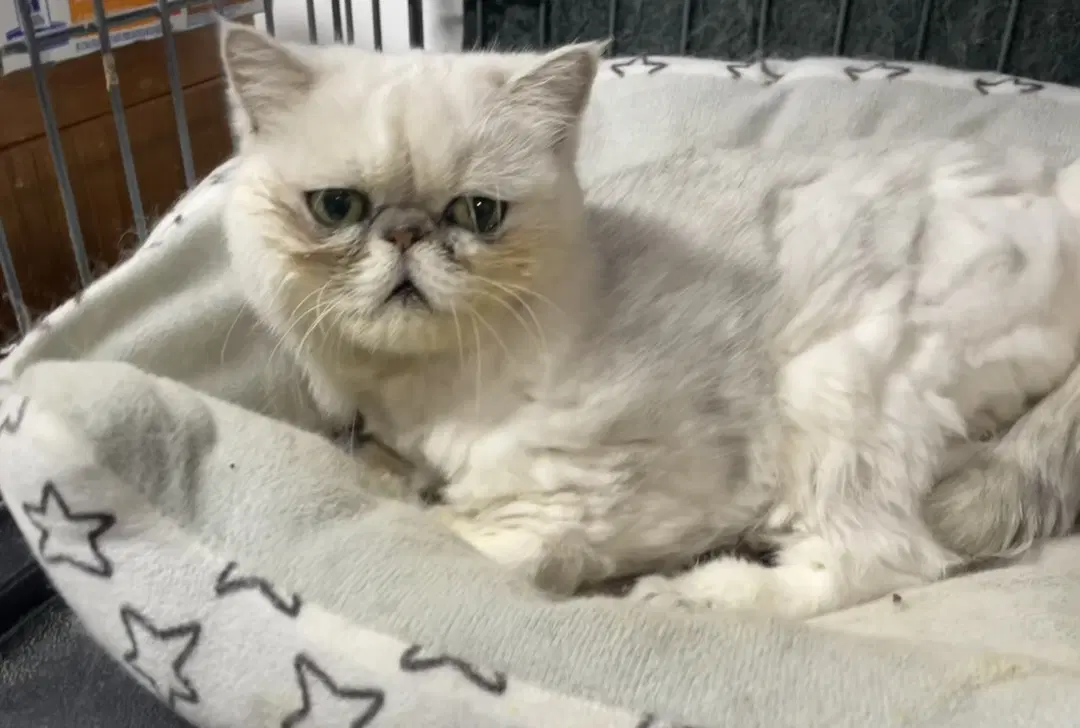 Persha - Persian