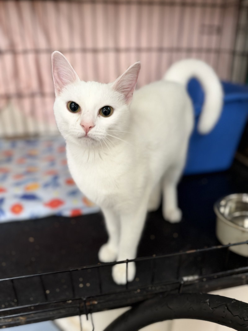 Iceland, a young female cat up for adoption