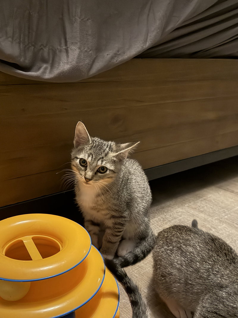 Quarterback, a male kitten up for adoption