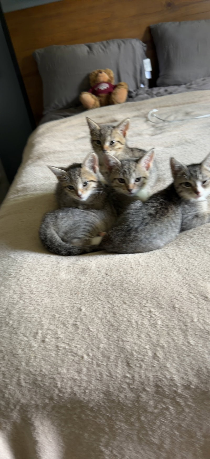 Running Back, a male kitten up for adoption