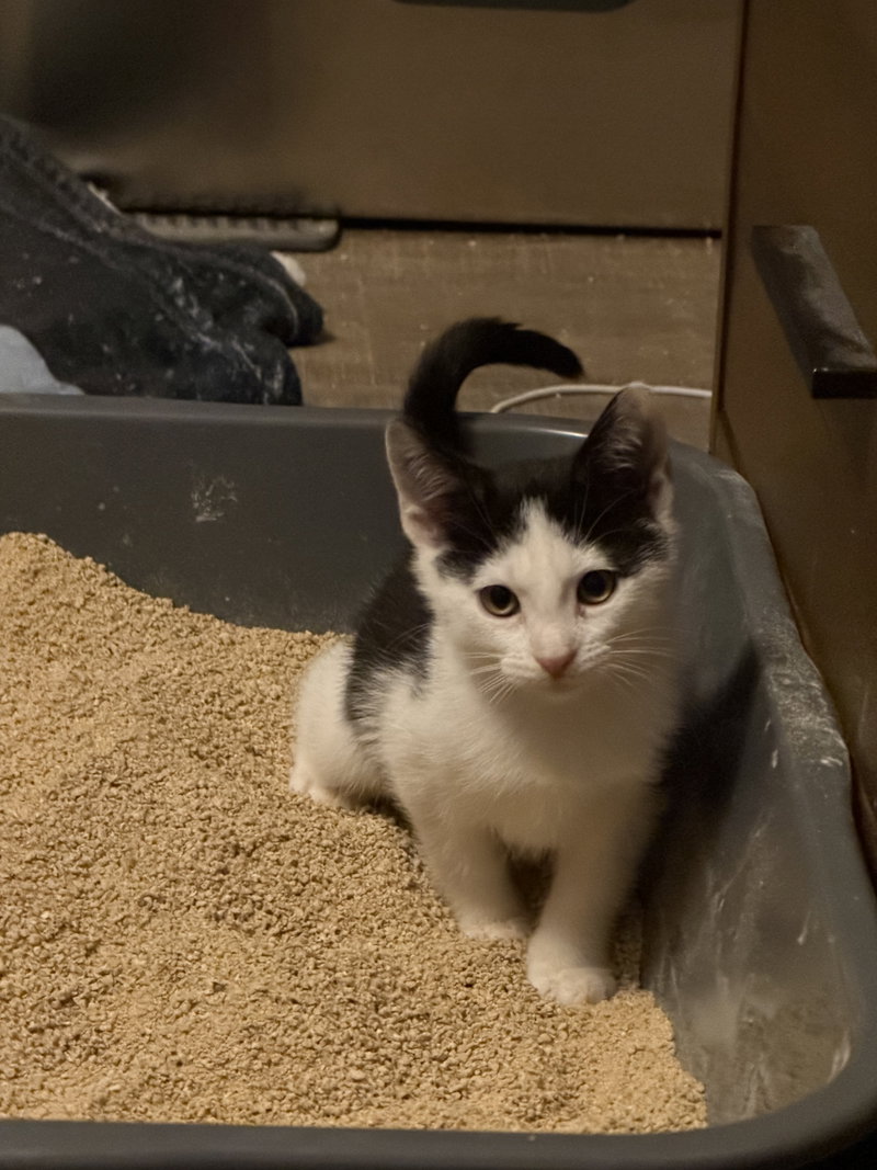 Coach, a male kitten up for adoption