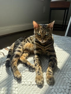 Yogi, an adult male Bengal cat up for adoption