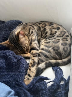 Yogi, photo 4