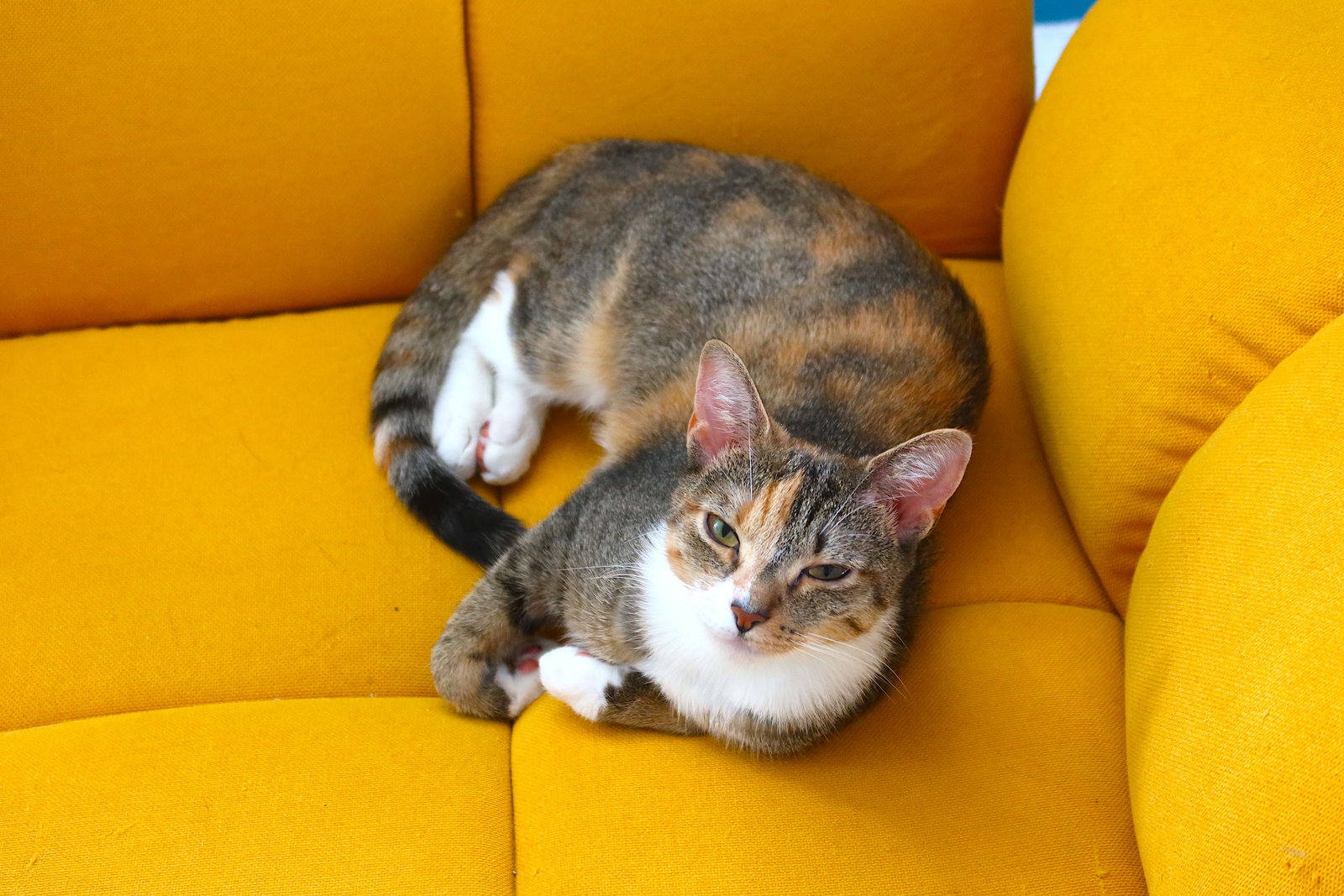 Cookie (Kiki), photo 3