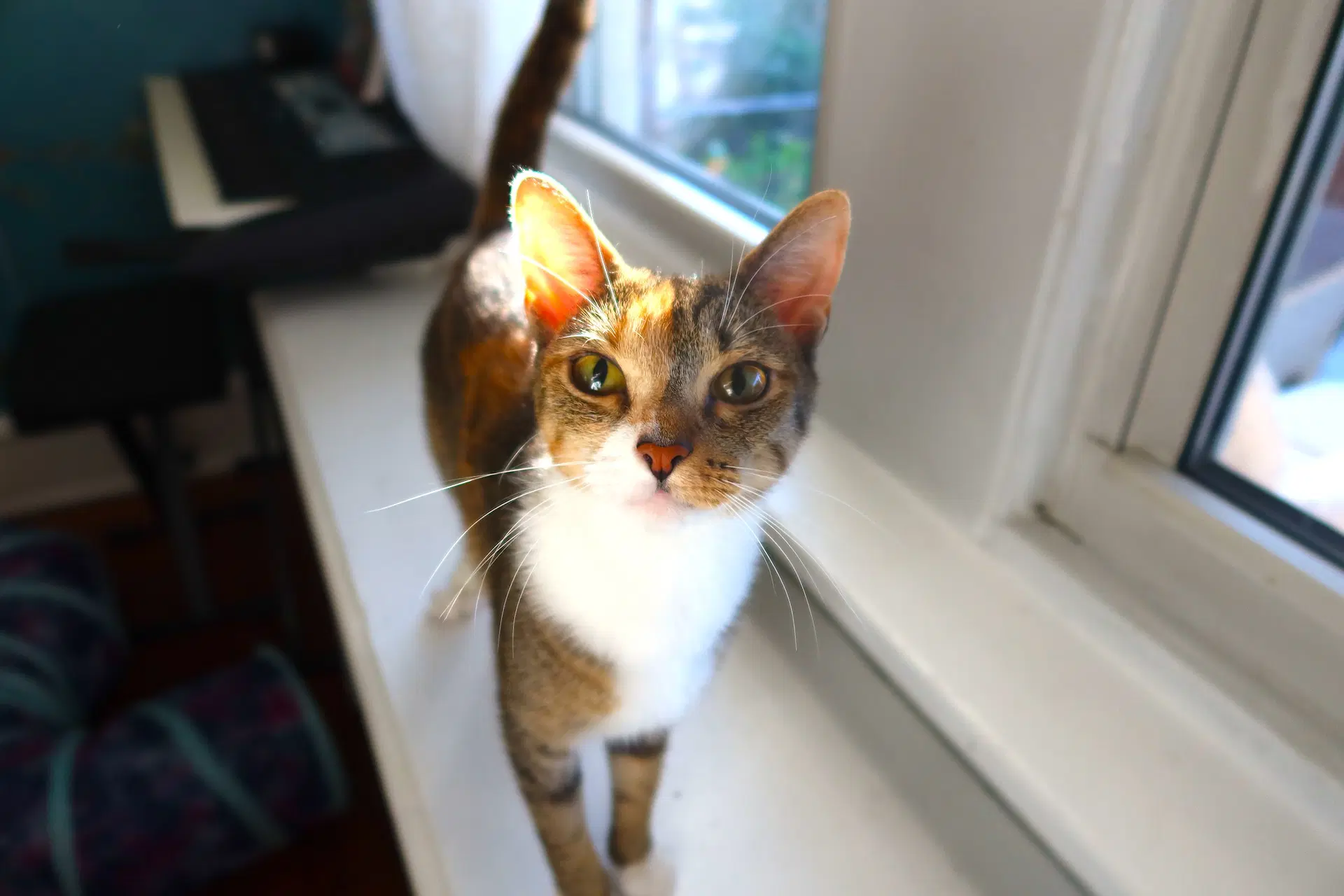 Cookie Kiki image 4
