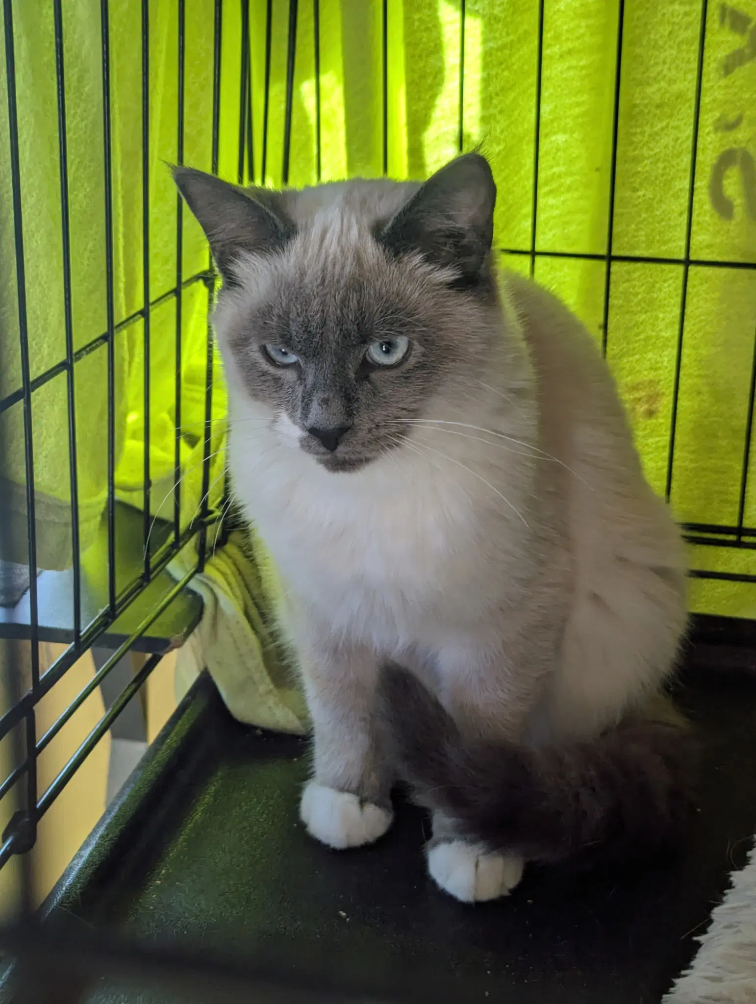 Pally Boy - Siamese