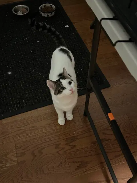 Luna - Domestic Short Hair
