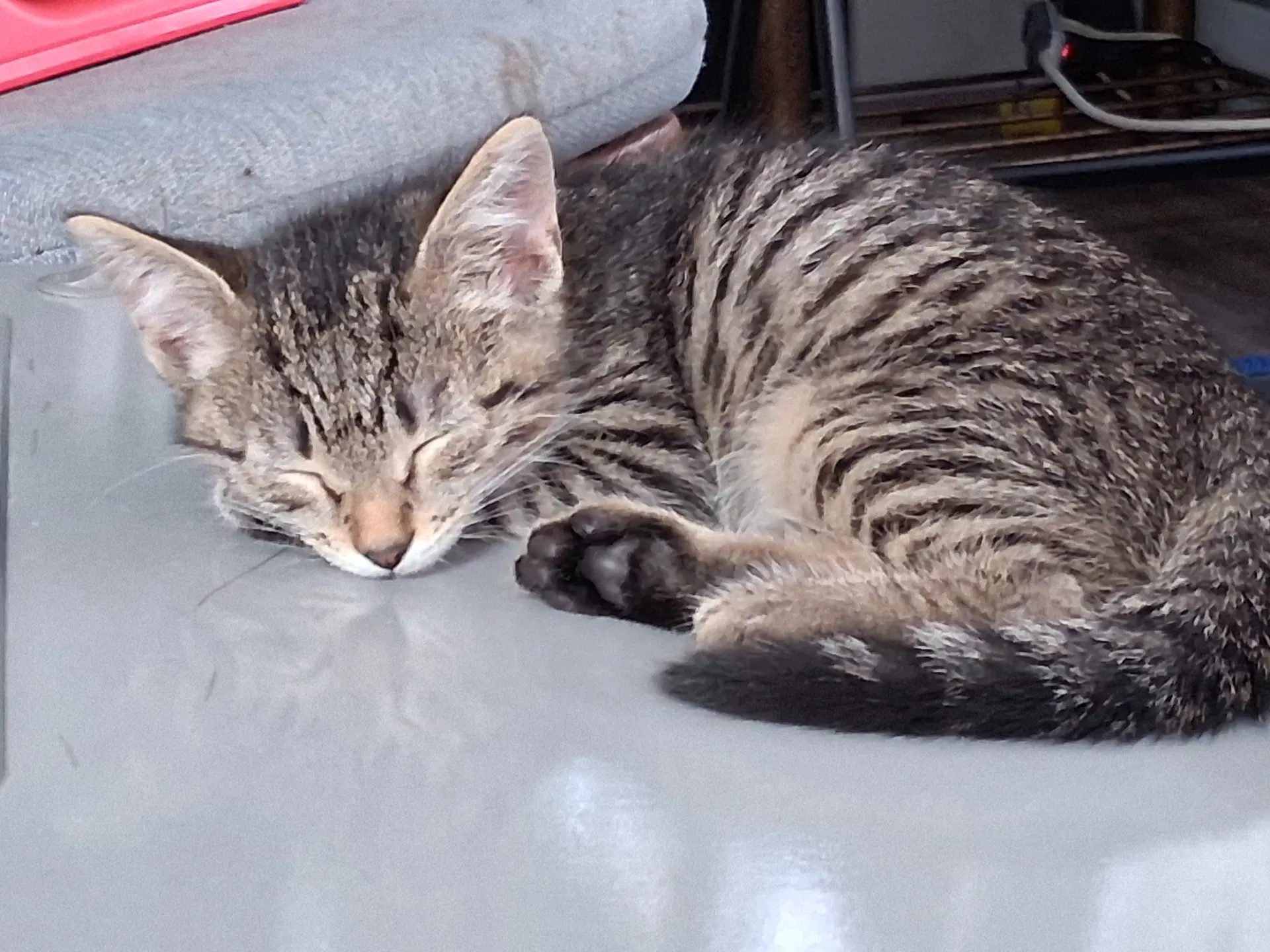 Pip - Domestic Short Hair