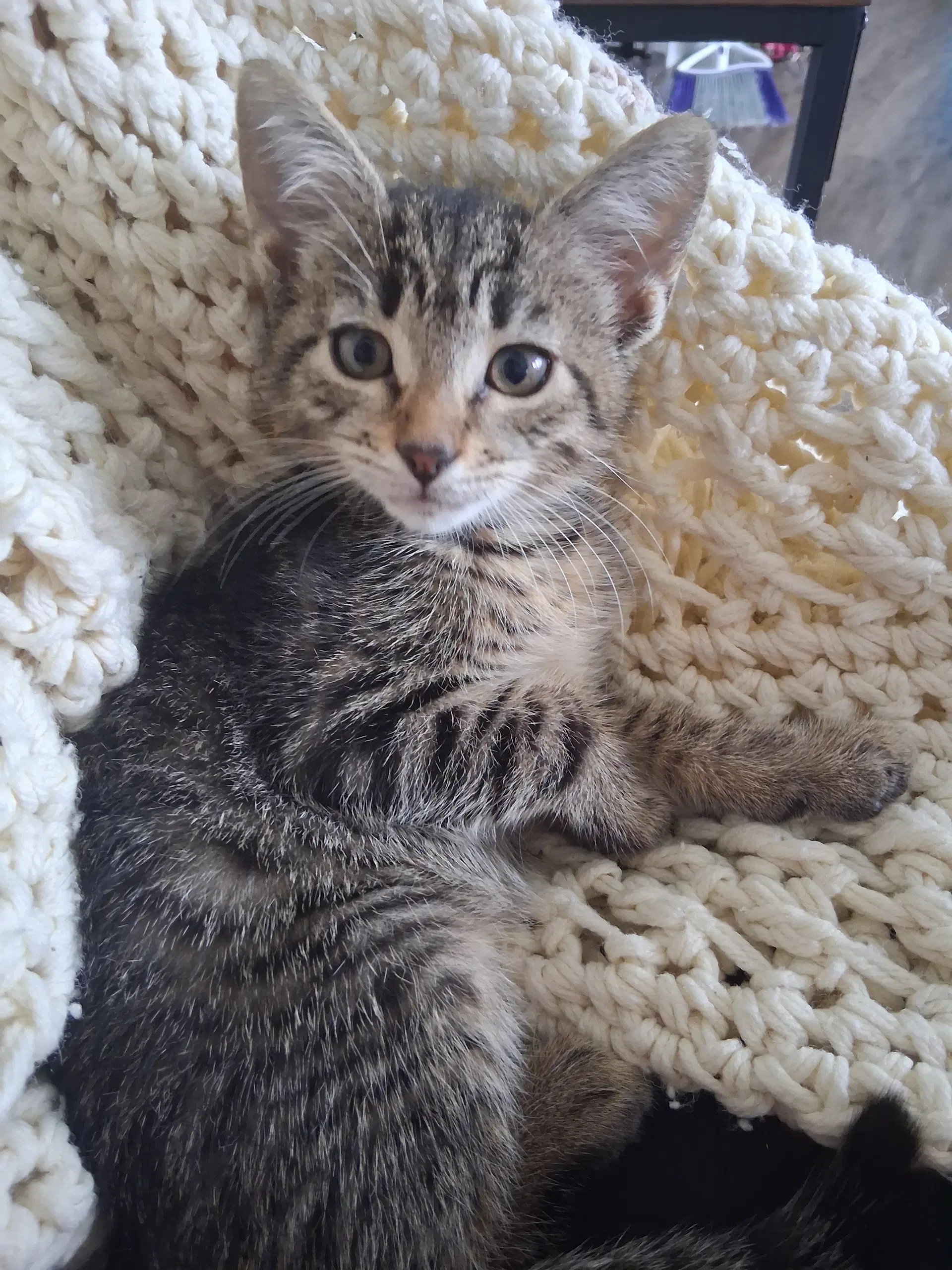 Pip image 2