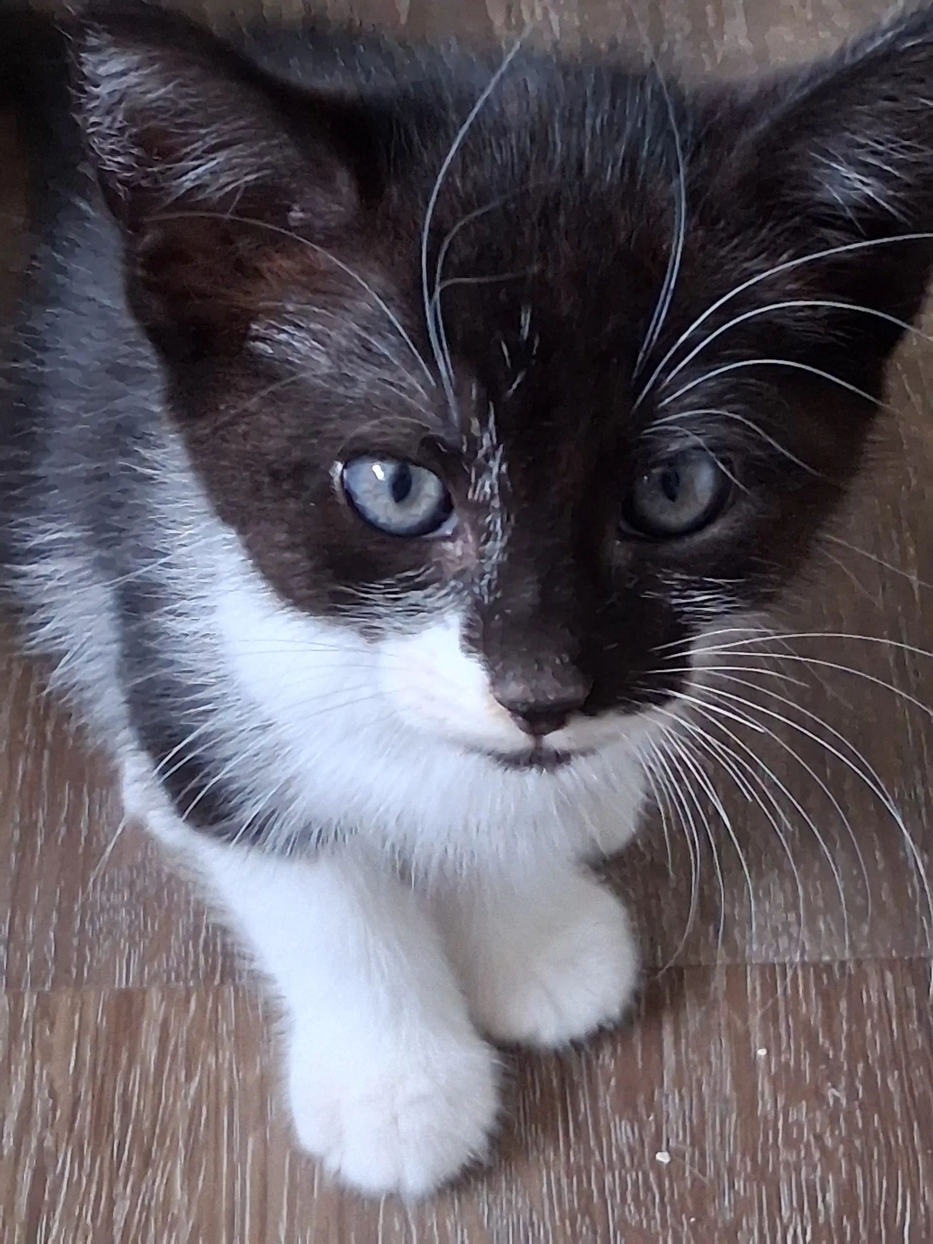 Bandito - Domestic Short Hair
