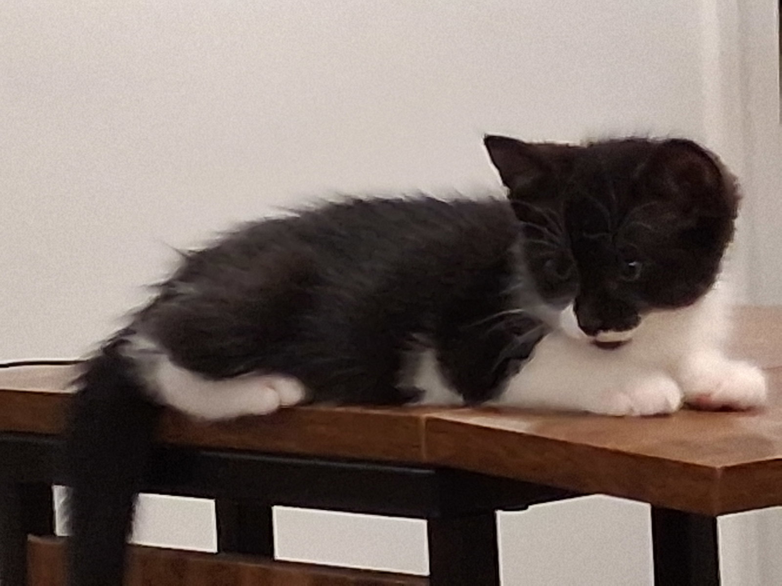 Bandito, photo 2