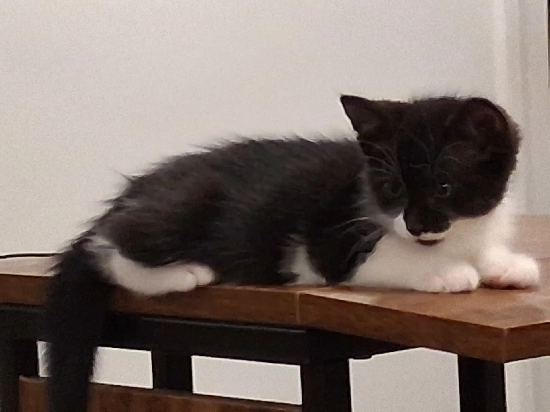 Bandito image 2