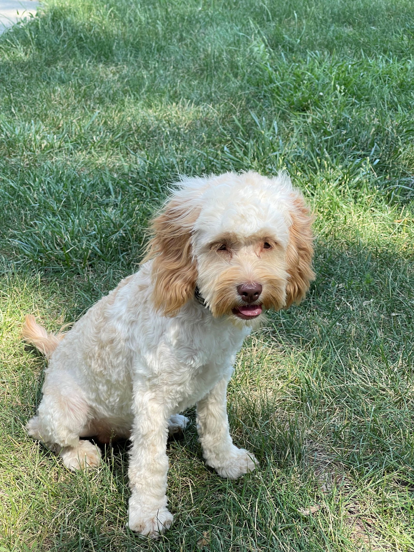 Cockapoo rescue fashion me