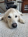 Daisey