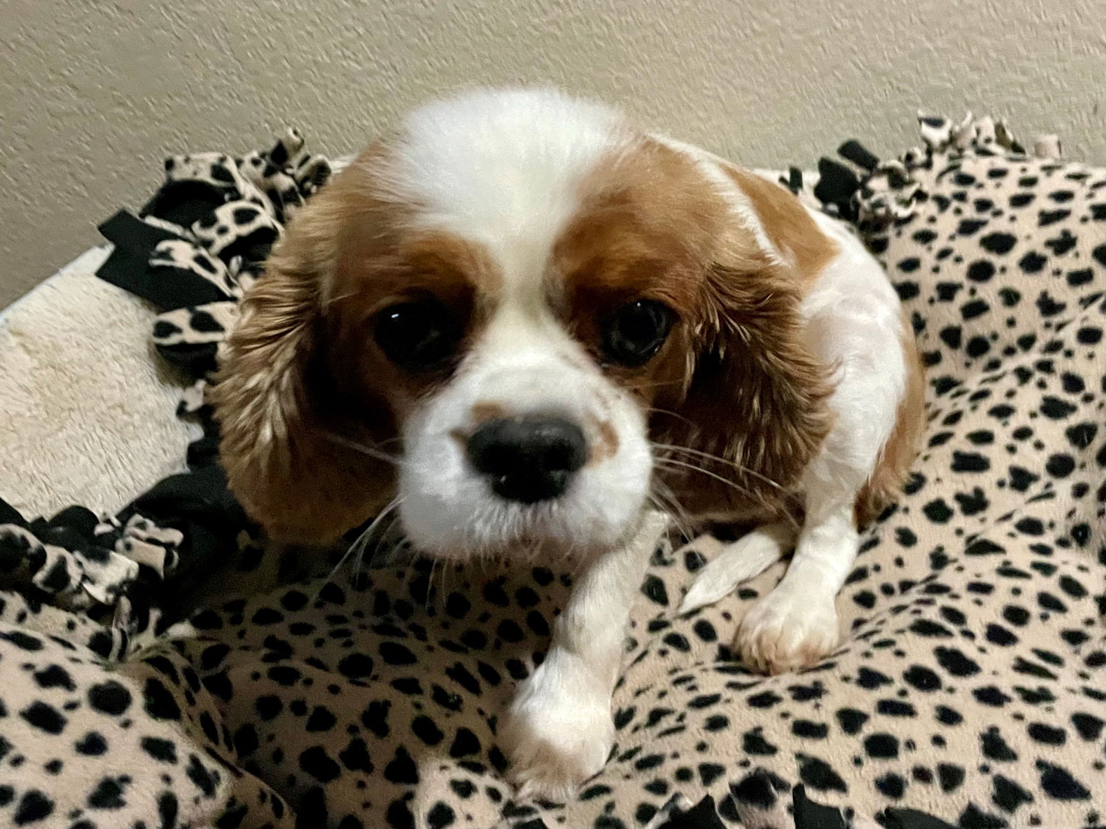 Dog for Adoption - Cora, a Cavalier King Charles Spaniel in Sioux Falls ...