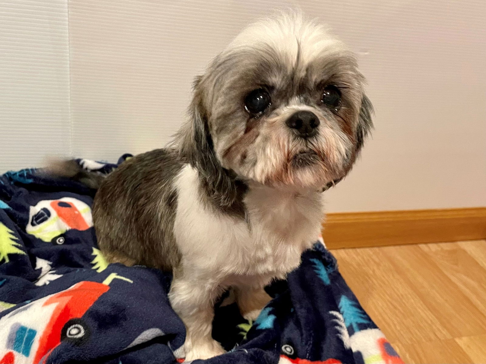 Dog for Adoption - Meg, a Shih Tzu in Beresford, SD | Alpha Paw