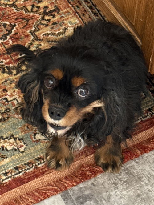 Nellie
