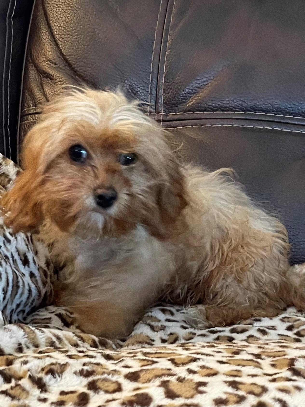 Dog for Adoption Summer, a Cavalier King Charles Spaniel in Sioux
