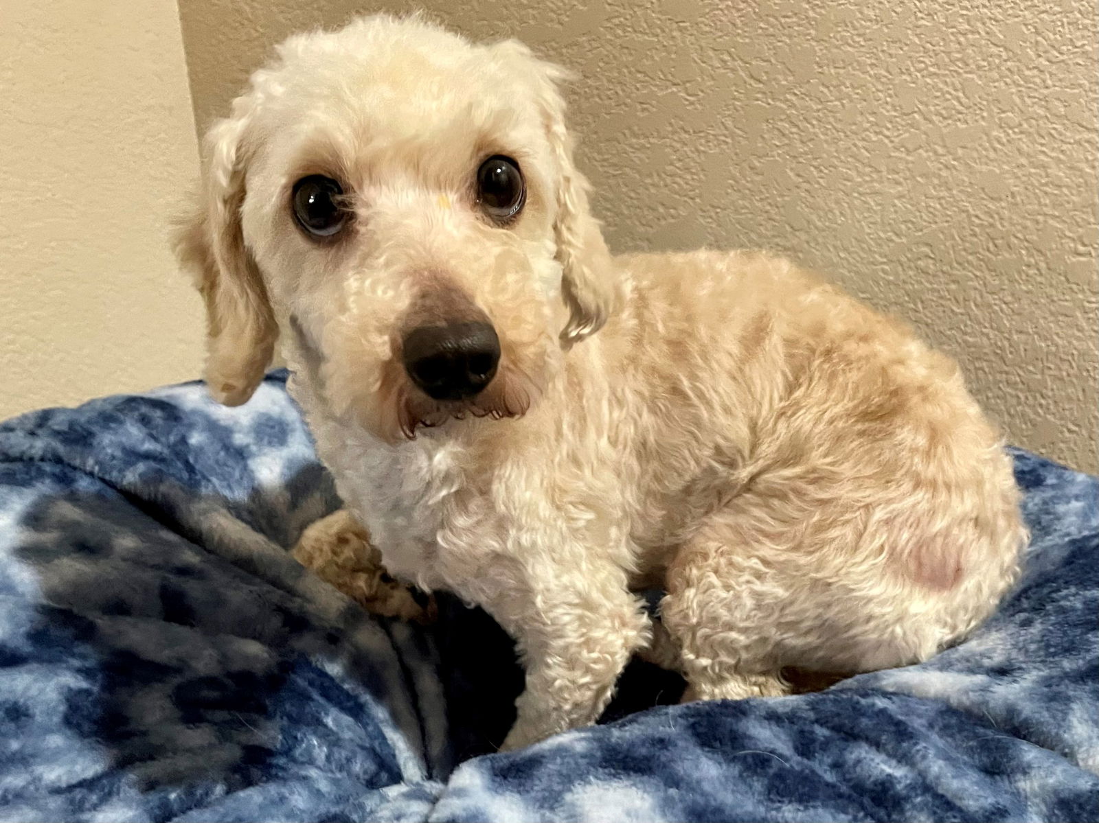 Dachshund miniature hot sale poodle mix