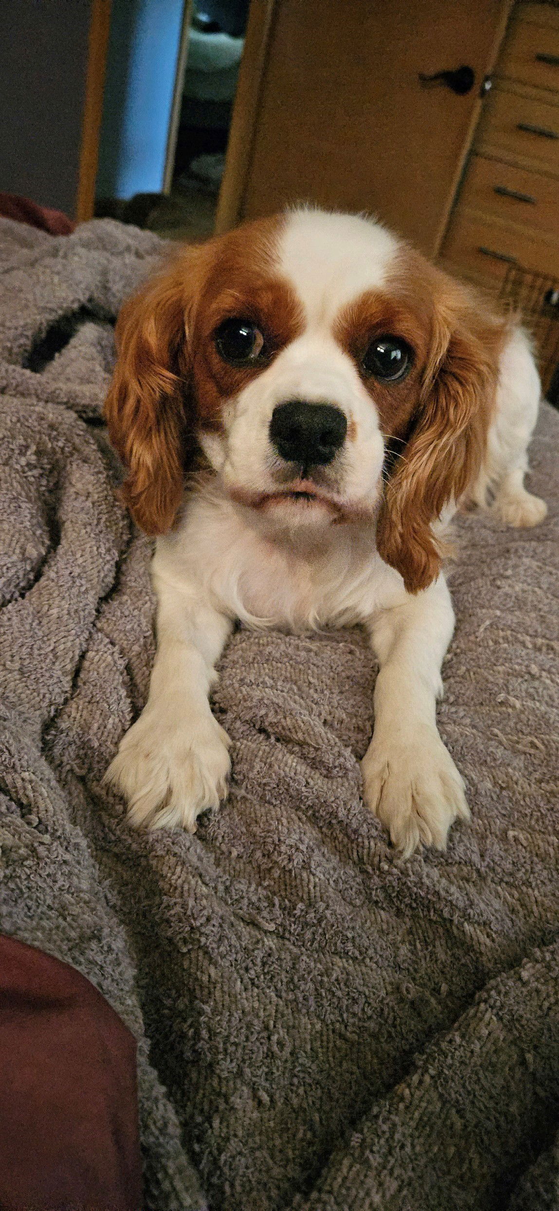 Alpha's cavalier king charles hot sale spaniel