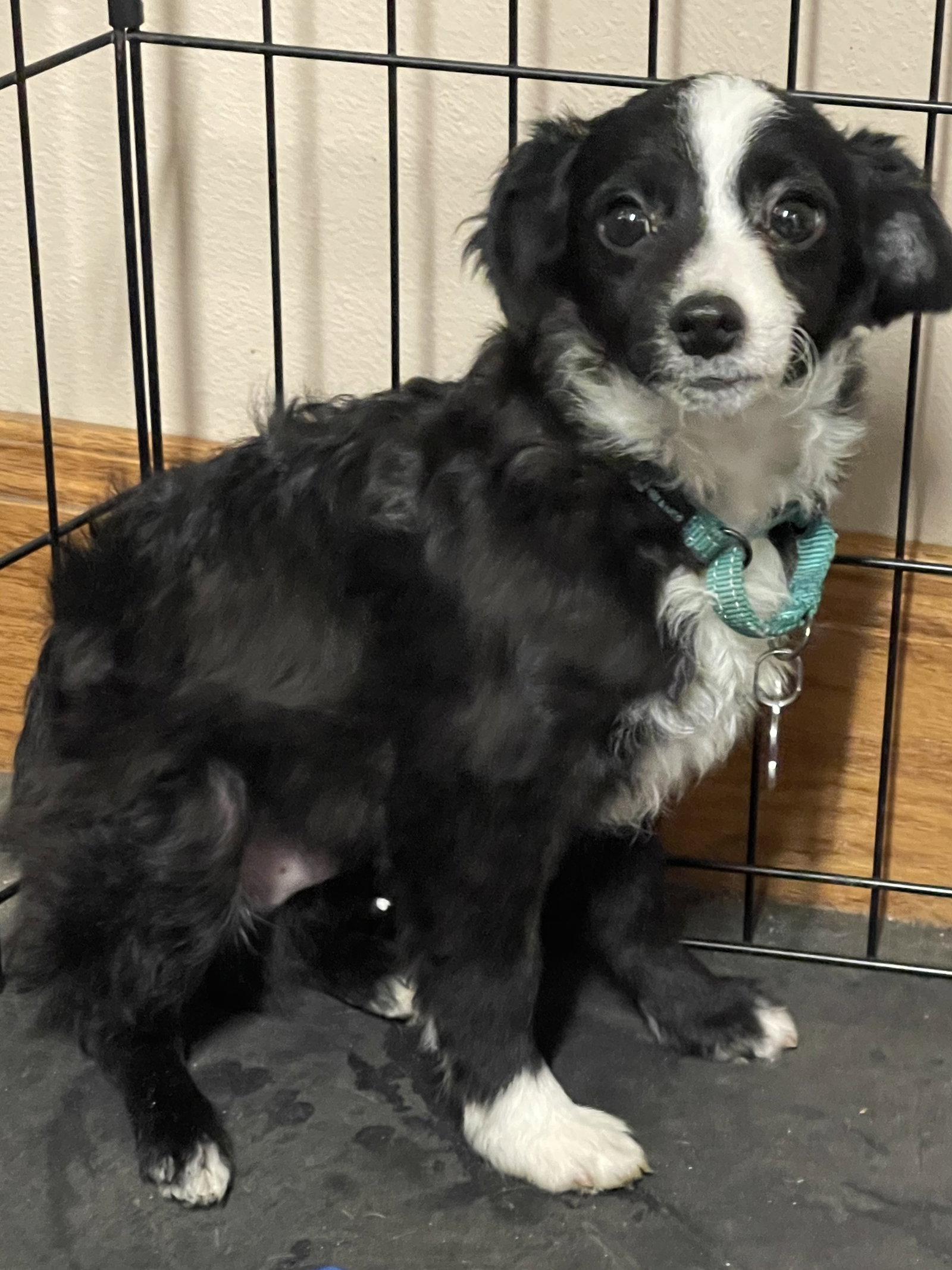 Dog for Adoption Blaze, a Australian Shepherd in Sioux Falls, SD