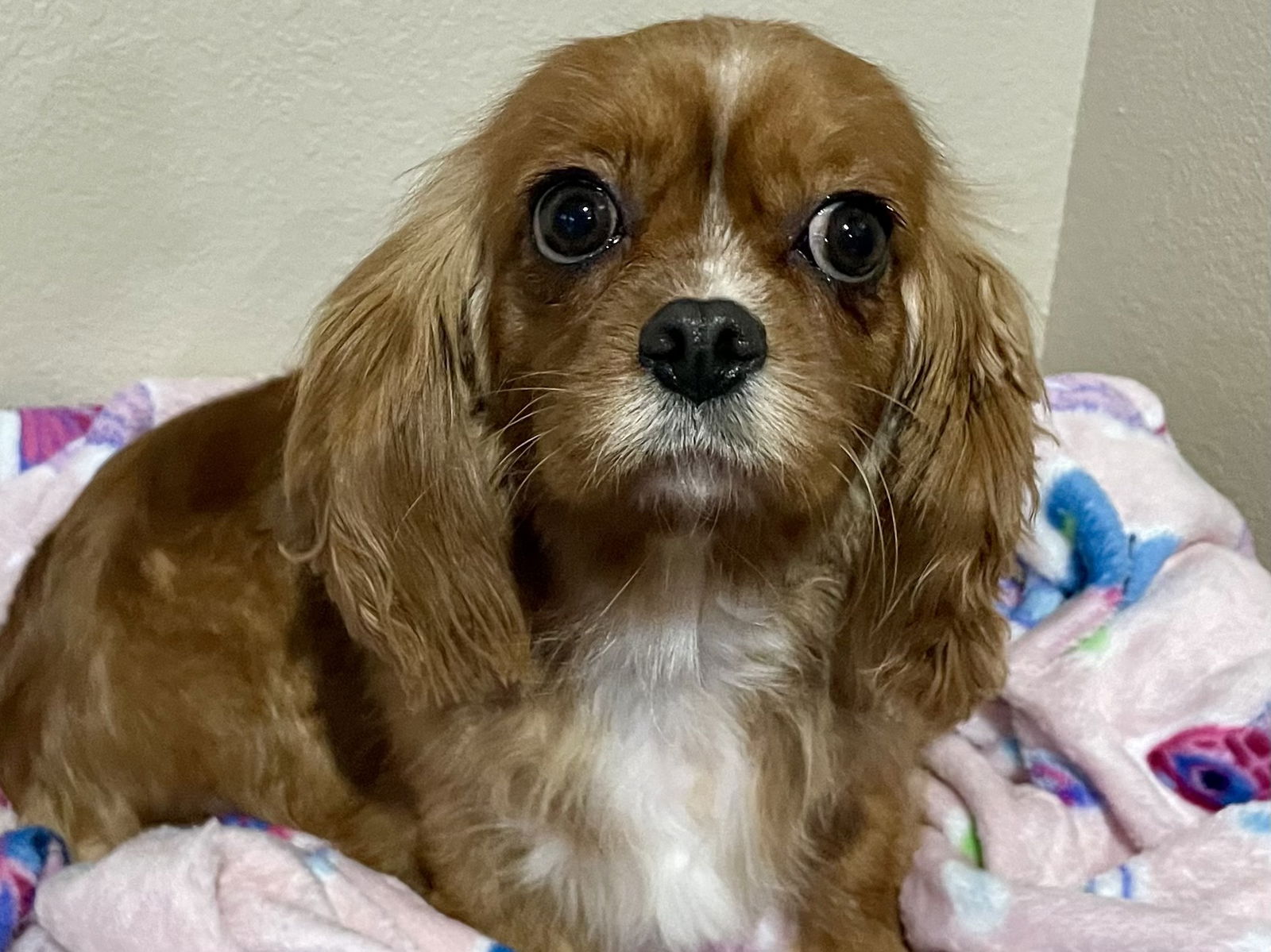 Dog for Adoption - Bella, a Cavalier King Charles Spaniel in Pipestone ...