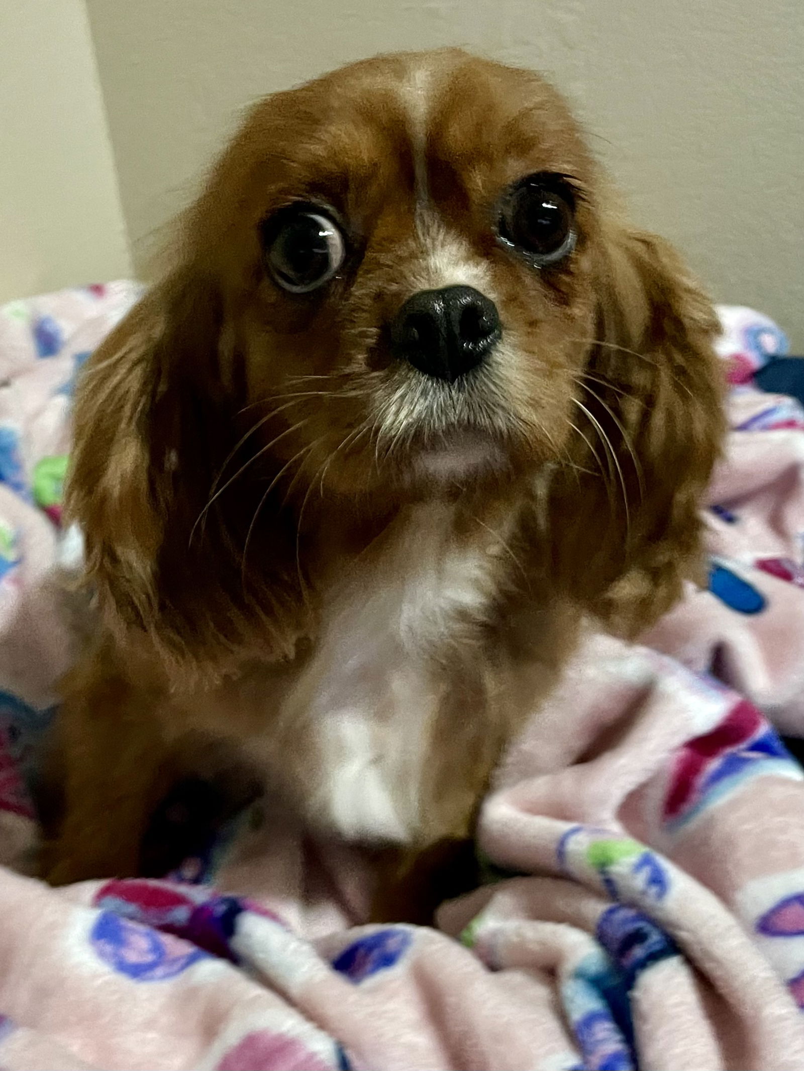 Dog for Adoption - Bella, a Cavalier King Charles Spaniel in Pipestone ...