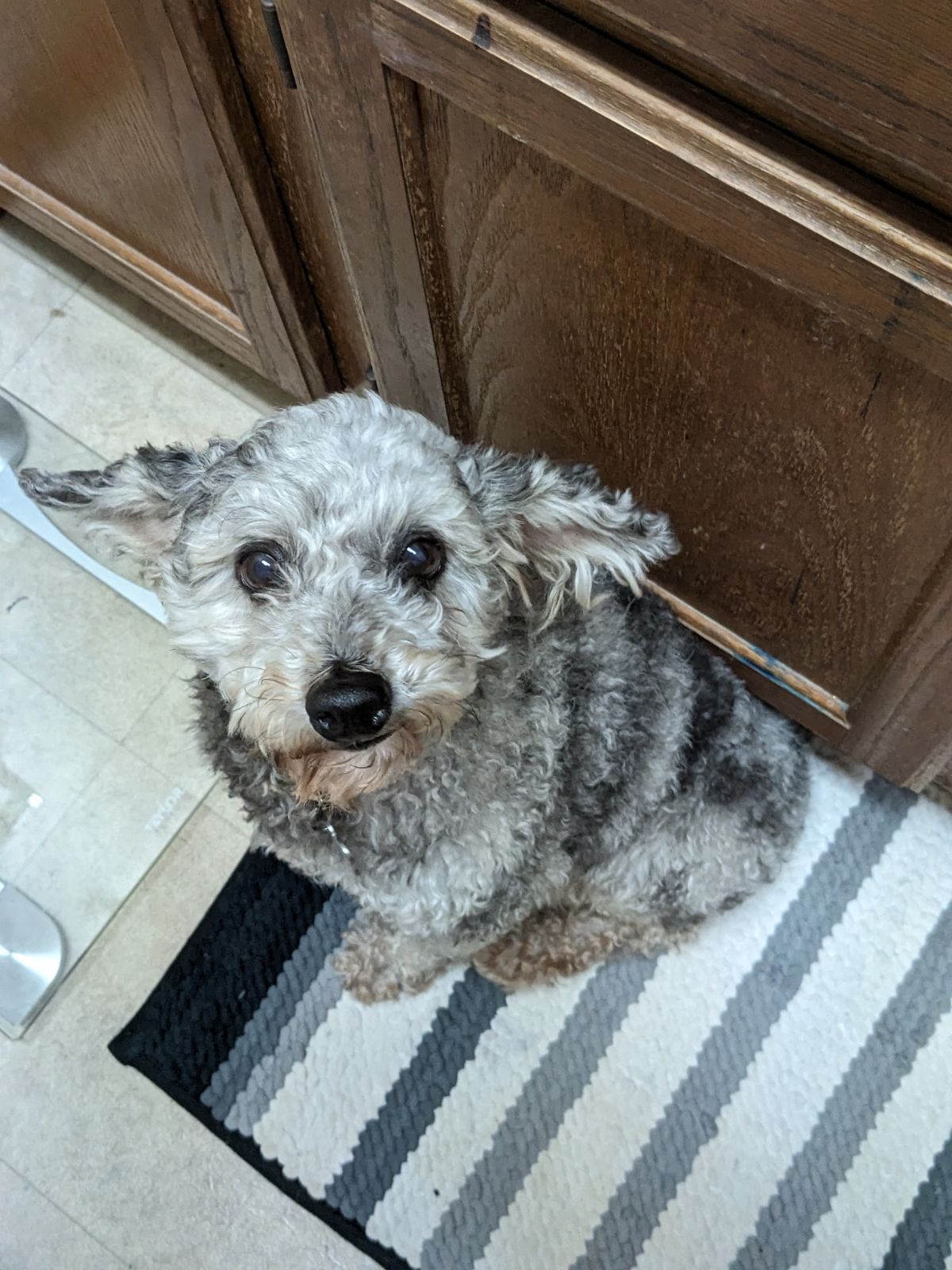 Dog for Adoption Noelle, a Poodle (Miniature) in Sioux Falls, SD