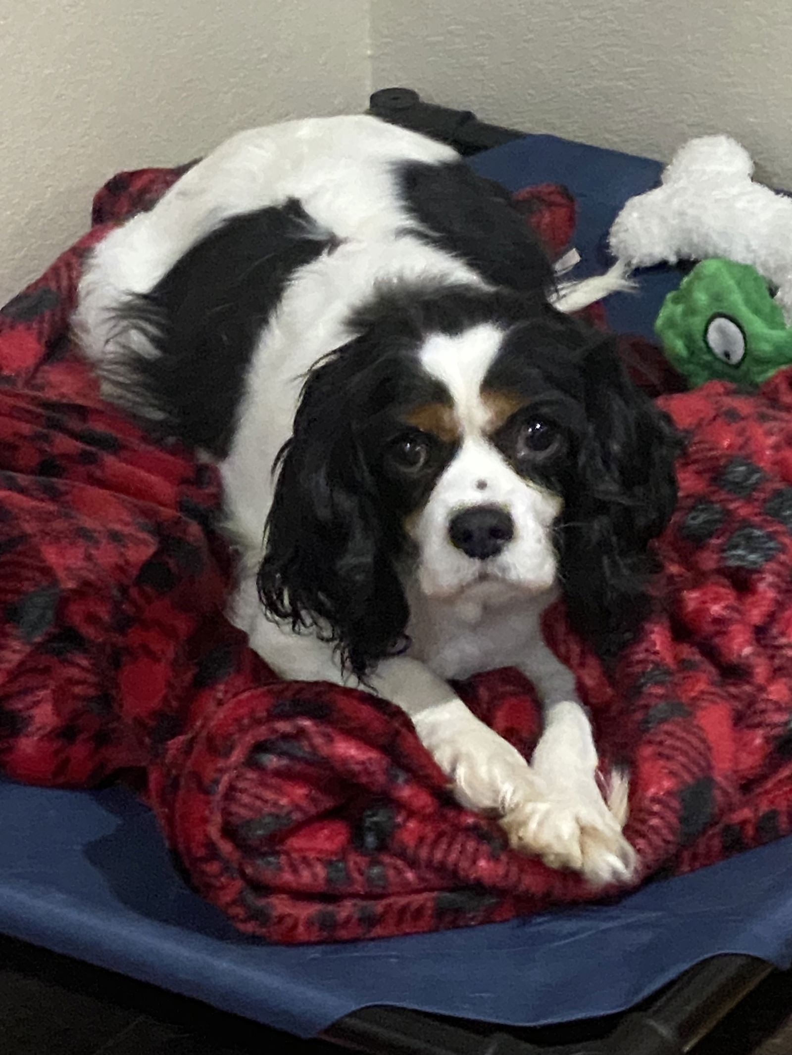 Brooklyn spaniel store