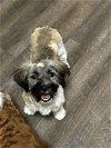 adoptable Dog in , SD named Oliver (Ollie)