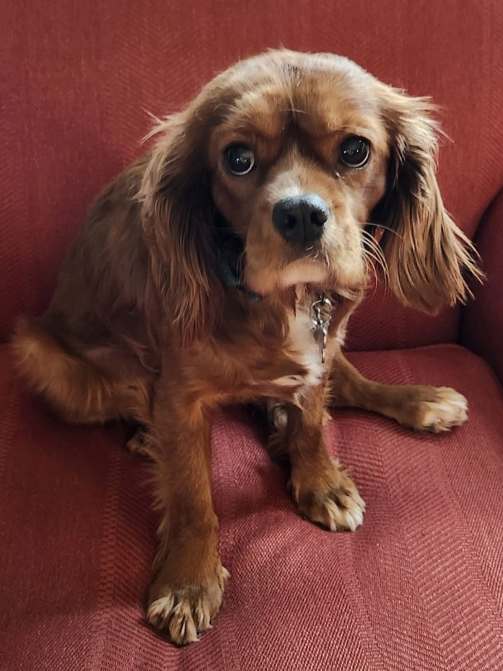 Dog for Adoption - Ariel, a Cavalier King Charles Spaniel in Sioux ...