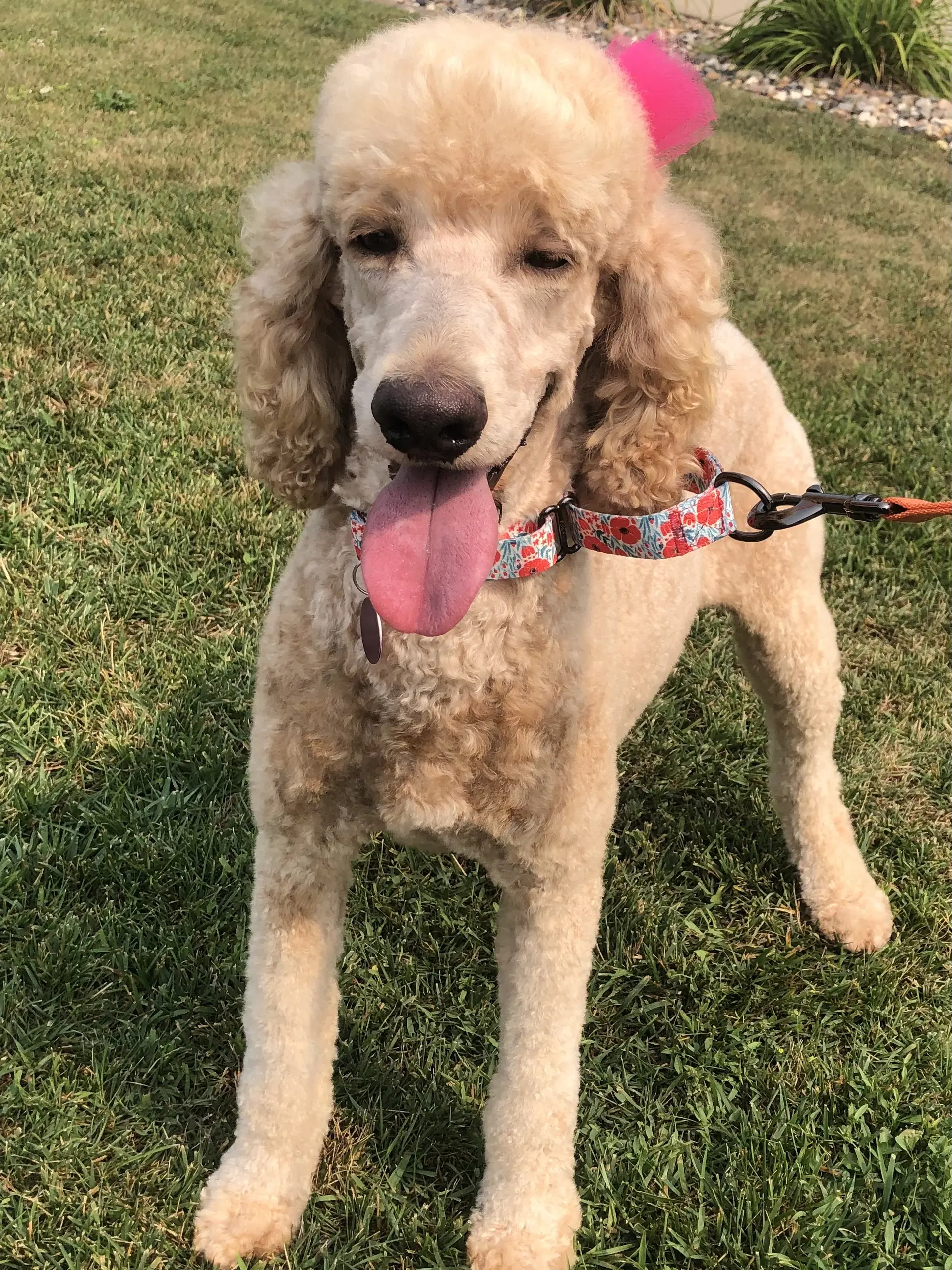 Lana - Poodle (Standard)