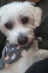 Macy