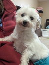 Macy