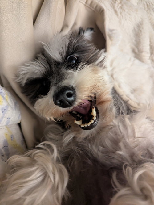 Gretchen