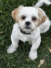Tate (Black Collar)