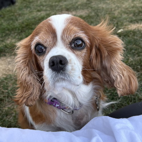 Josie