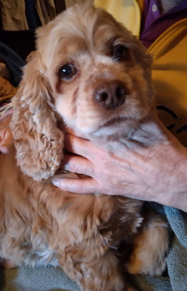 Daisy