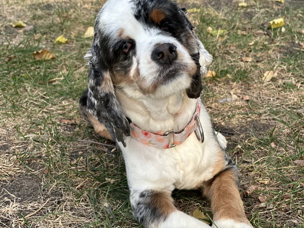 Annie