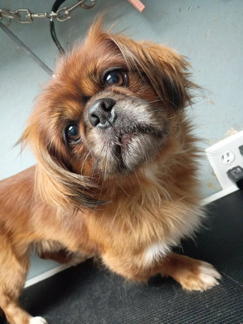 Bruno