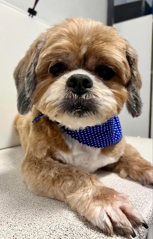 Chewy