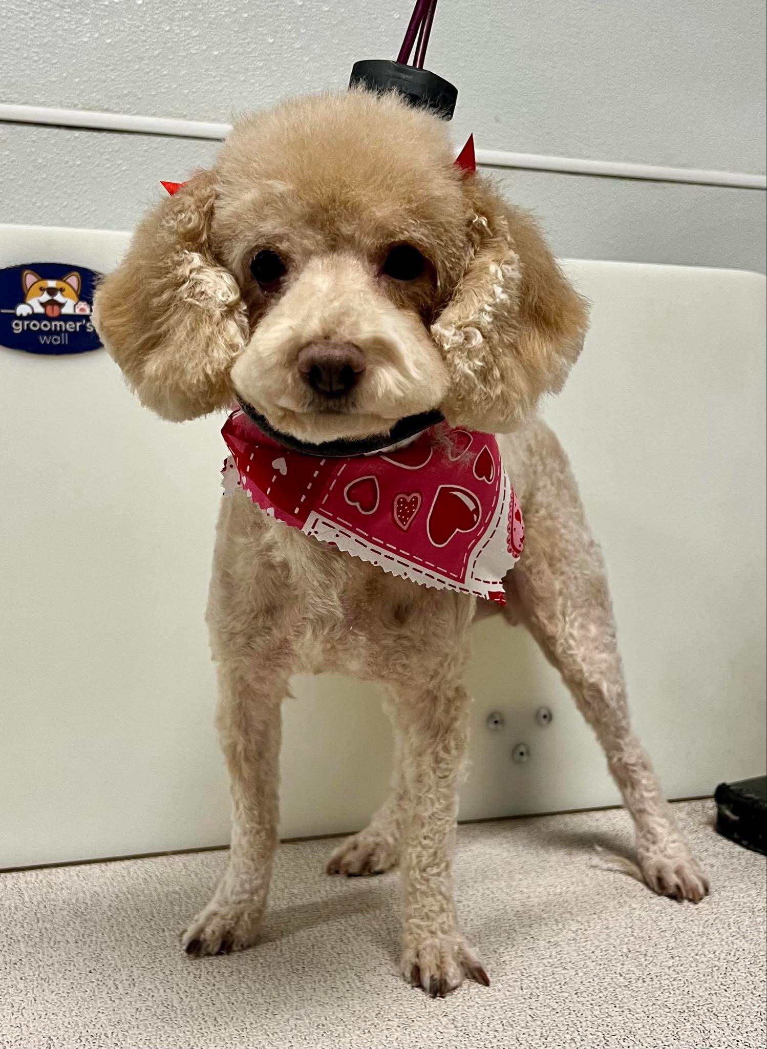 Reba