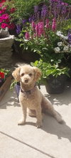 Reba