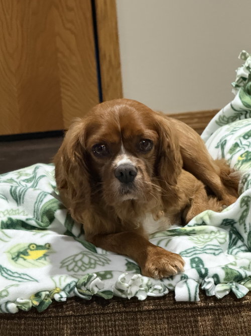 Forrest, adoptable Cavalier King Charles Spaniel from Sioux Falls Canine Rescue