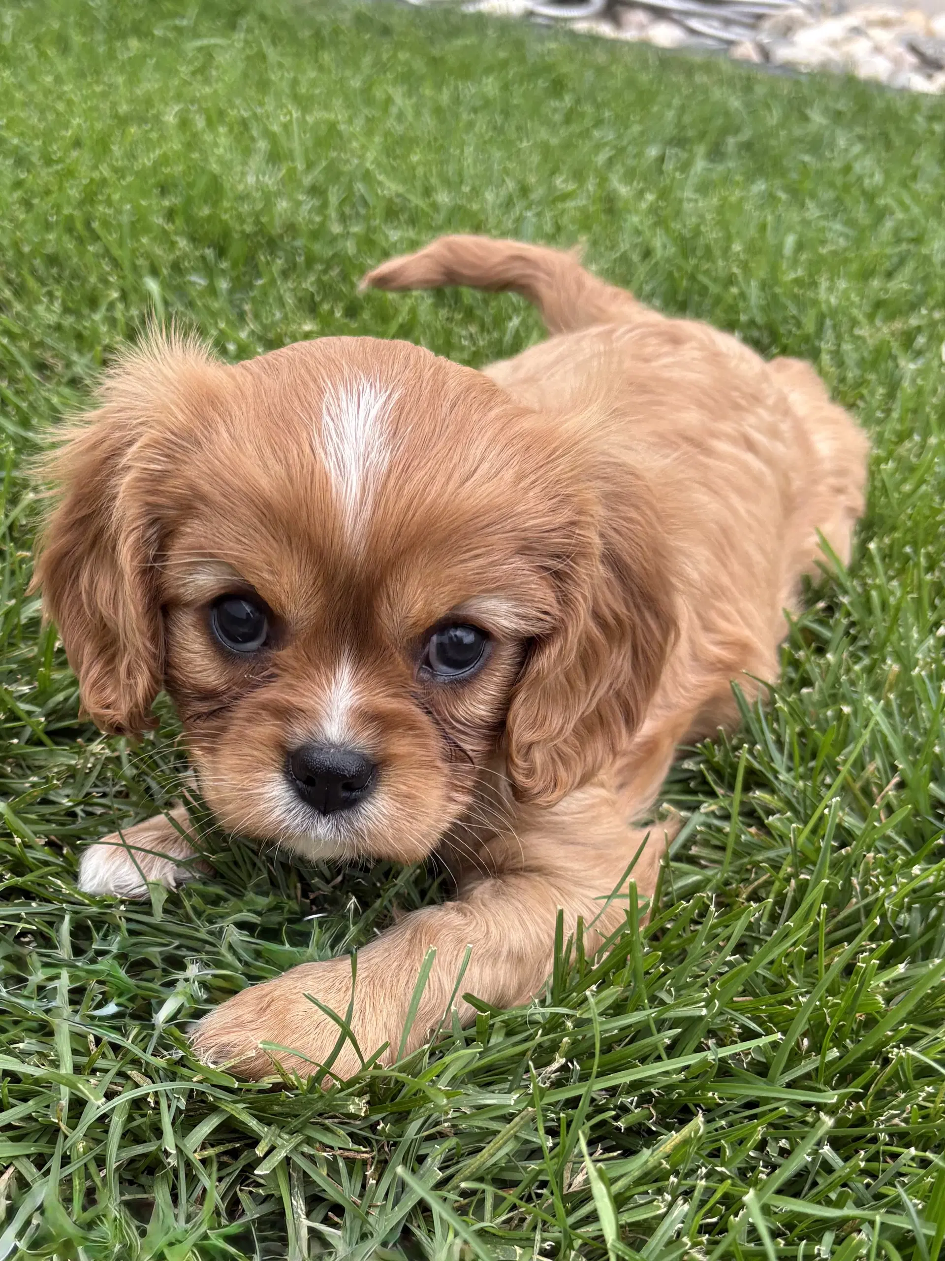 Lucy - Cavalier King Charles Spaniel