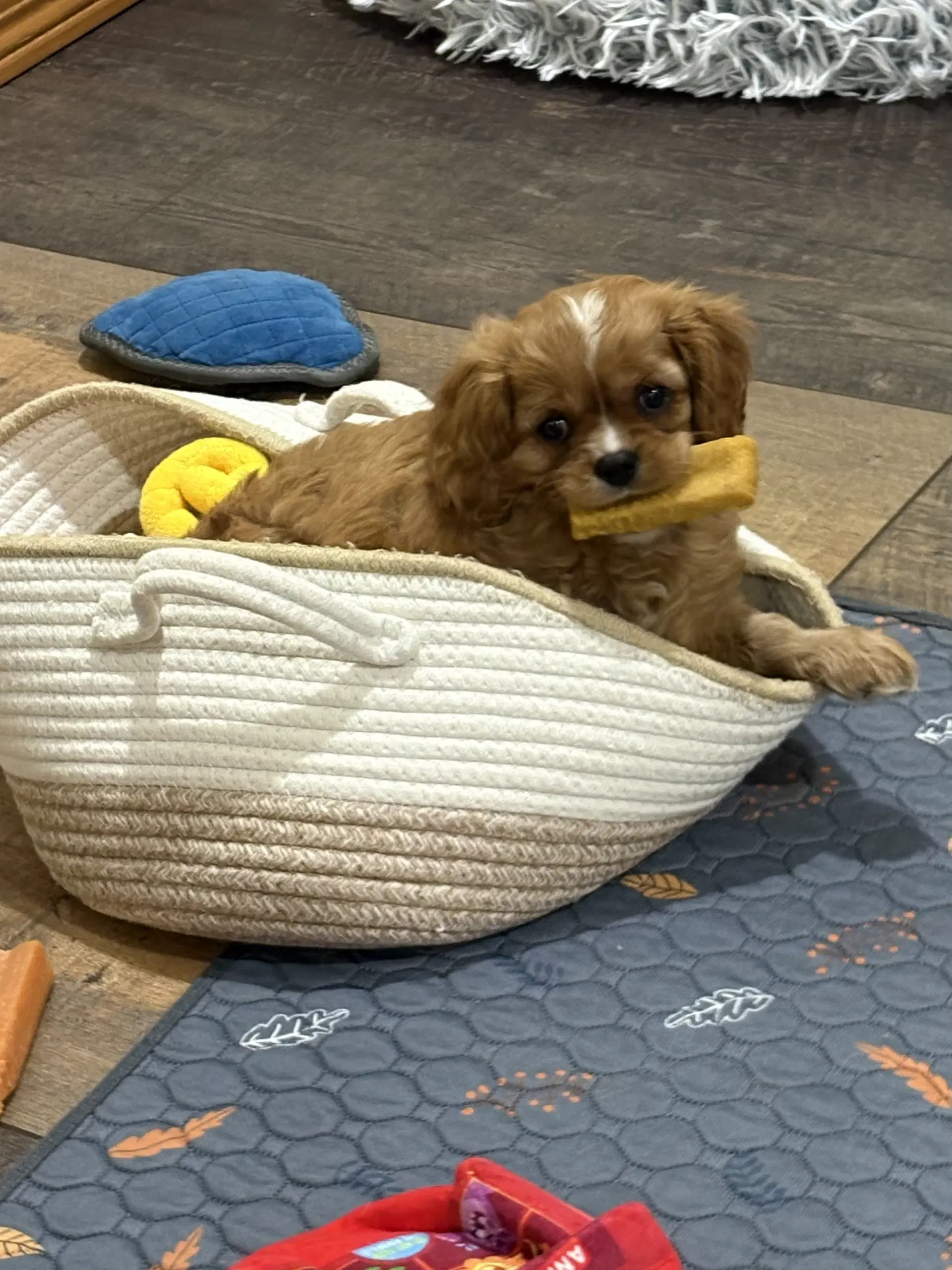 Charlie Brown - Cavalier King Charles Spaniel